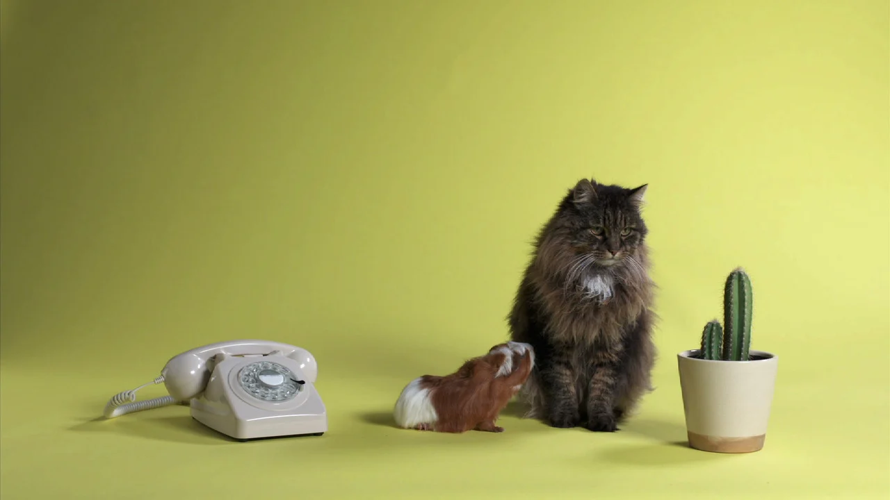 A cat sits beside a white telephone and a cactus against a yellow background in LUISTER.